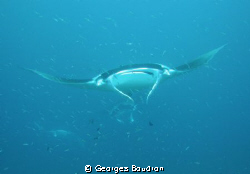 mantas on the run by Georges Boudron 
